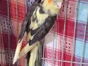 Çift Sultan Papağanı