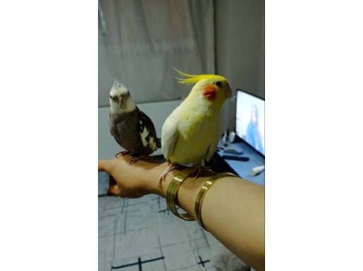 Evcil Ele Alışkın Çift Sultan Papağanı