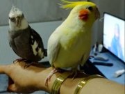 Evcil Ele Alışkın Çift Sultan Papağanı