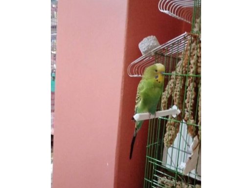  DİŞİ VE ERKEK TAKIM YUMURTALI