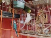 MUHABBET KUŞU ÇİFT YUMURTALARI İLE BERABER