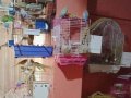 MUHABBET KUŞU ÇİFT YUMURTALARI İLE BERABER