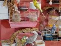 MUHABBET KUŞU ÇİFT YUMURTALARI İLE BERABER