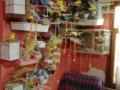 MUHABBET KUŞU ÇİFT KAFESİ İLE YUMURTALARI DA VAR