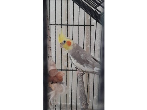 2 Adet Sultan Papağanımızı Sahiplendireceğiz