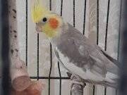 2 Adet Sultan Papağanımızı Sahiplendireceğiz