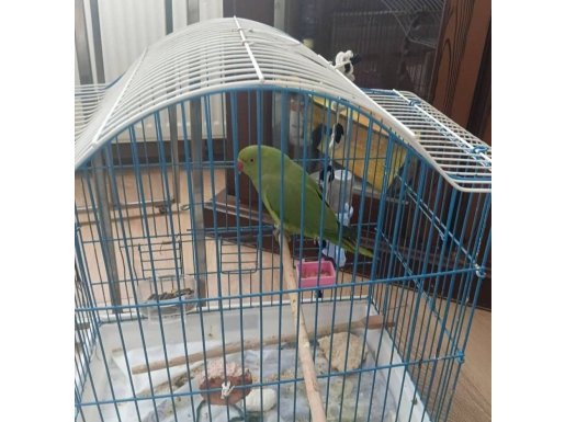 2026 ilk ağız yavru Pakistan Papağanı