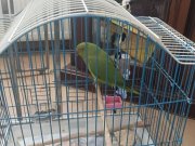 2026 ilk ağız yavru Pakistan Papağanı