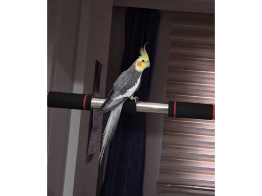 Konuşan Evcil Sultan Papağanı En Güzel Arkadaş