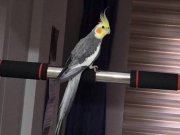 Konuşan Evcil Sultan Papağanı En Güzel Arkadaş