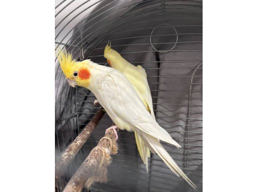 1 adet çift özel sultan papağanı garanti konuşan yavru verir