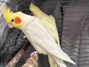 1 adet çift özel sultan papağanı garanti konuşan yavru verir