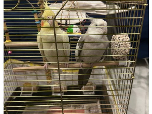 İki güzelliğimiz yeni yuvalarını arıyorlar