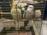 İki güzelliğimiz yeni yuvalarını arıyorlar