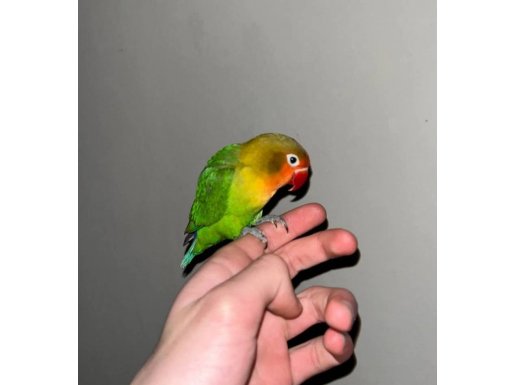 4 Aylık Ele Alışkın Sevda Papağanı 