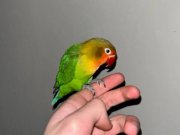 4 Aylık Ele Alışkın Sevda Papağanı 