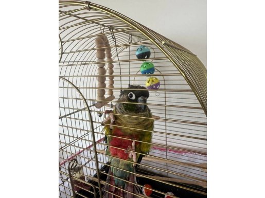 KONUR PAPAĞANI ÇOK UYSAL