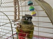 KONUR PAPAĞANI ÇOK UYSAL