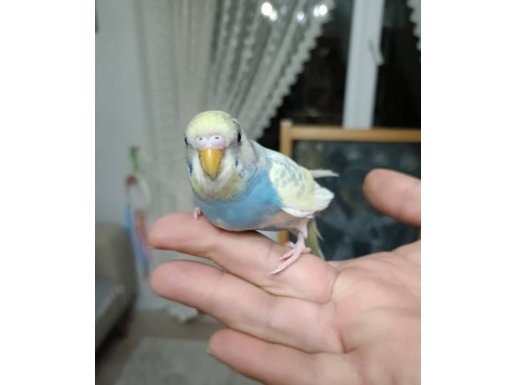 Güzel Renkli 2 Aylık Erkek