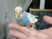 Güzel Renkli 2 Aylık Erkek