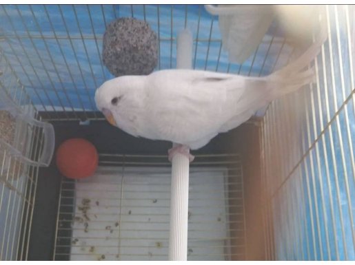 Albinoo Muhabbet Kuşu