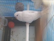 Albinoo Muhabbet Kuşu