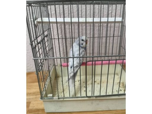 Yavru muhabbet kuşu 