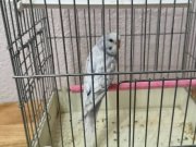 Yavru muhabbet kuşu 