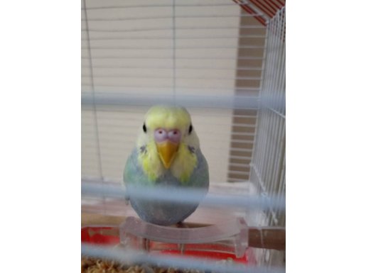 RAINBOW MUHABBET KUŞU