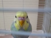 RAINBOW MUHABBET KUŞU