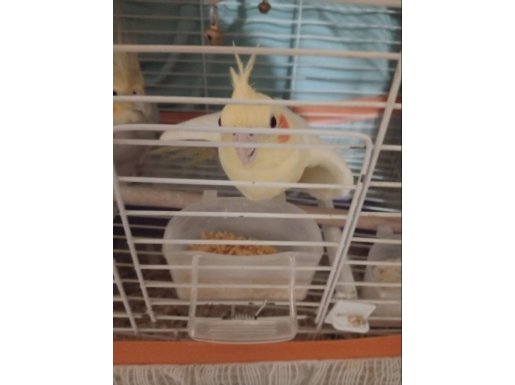 Uysal ve Islık Çalabilirler Acil Satılık 