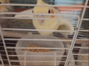 Uysal ve Islık Çalabilirler Acil Satılık 