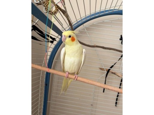 3.5 Aylık Lutino Sultan Papağanı