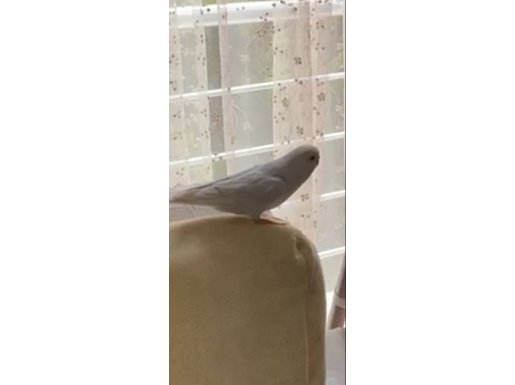 Isırmayan Muhabbet Kuşu