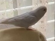 Isırmayan Muhabbet Kuşu