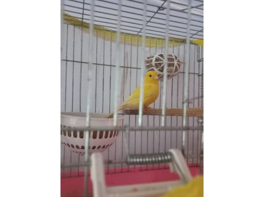 Mükemmel Harz Roller Kanarya 