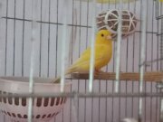 Mükemmel Harz Roller Kanarya 