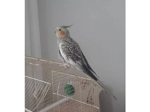 1 yaşında dişi sultan papağanı 