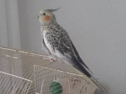 1 yaşında dişi sultan papağanı 