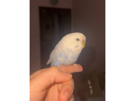 Maviş Muhabbet kuşumuz