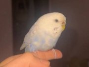 Maviş Muhabbet kuşumuz