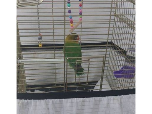 kafesiyle beraber sahiplendirilecektir.