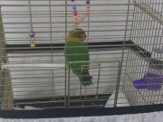 kafesiyle beraber sahiplendirilecektir.