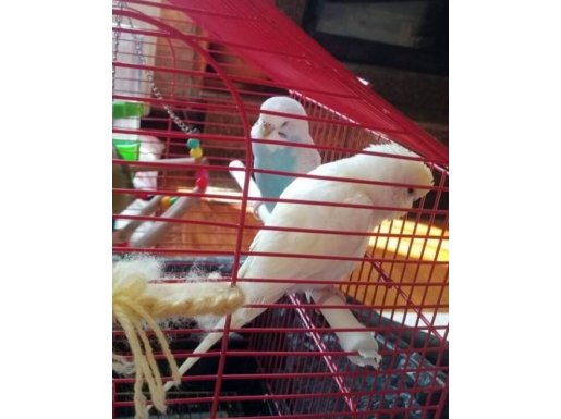 İki muhabbet  kafesle birlikte teslim 