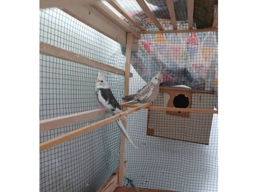 Wifi takım yavru alınmış garanti kuşlar