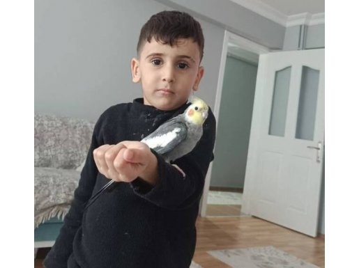 Melodi çalan Sultan papağanı 