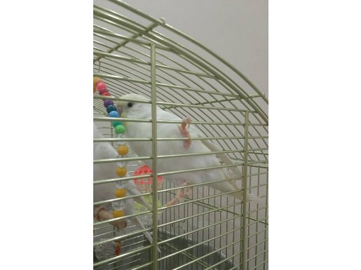 Çok sevimli muhabbet kuşumuz