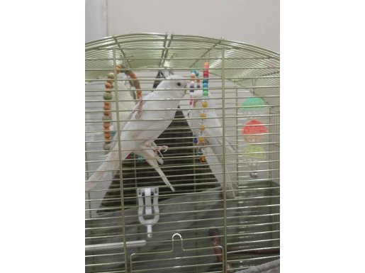 Sevimli muhabbet yavruları