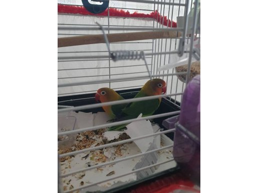 Çift Cennet Papağanı