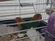 Çift Cennet Papağanı